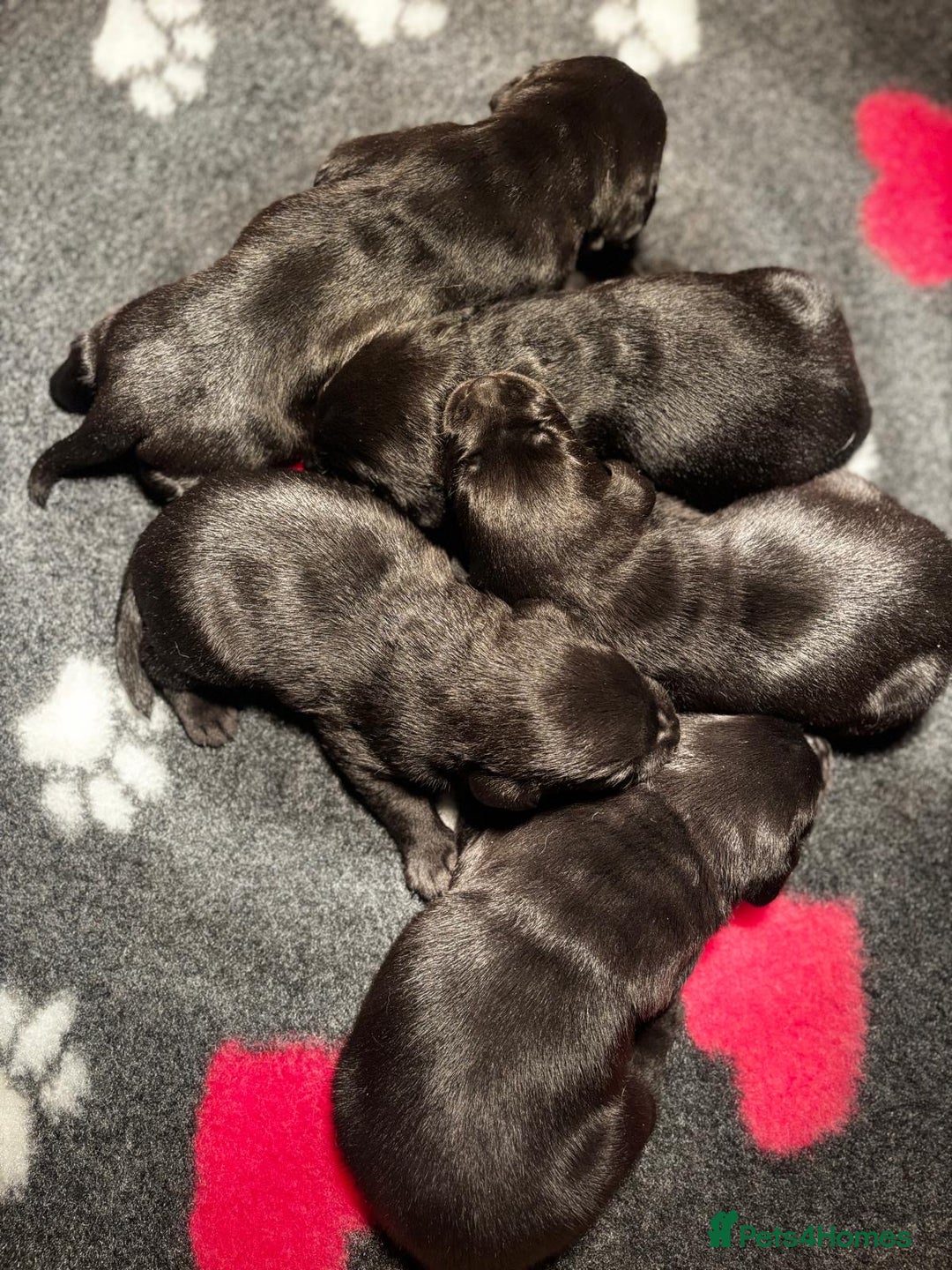 Labrador Retriever dogs for sale: Beautiful Black Pedigree Labrador Puppies - Advert 5