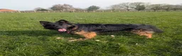 German Shepherd dogs for sale: 11 Beautiful German Shepherd Pups - Advert 21
