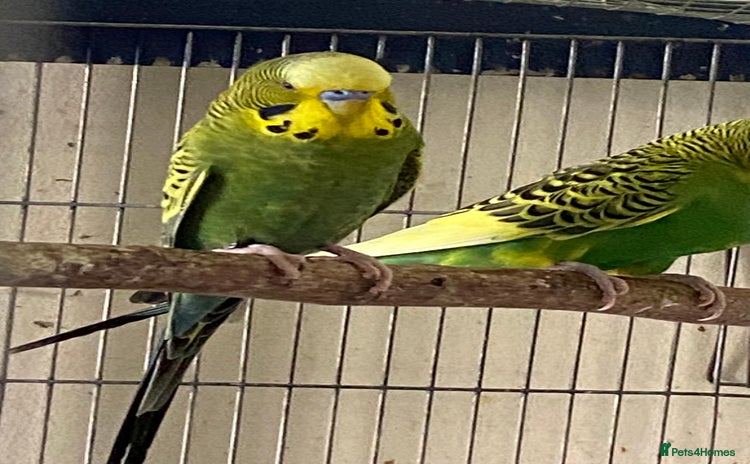 Budgerigars birds - Advert 4