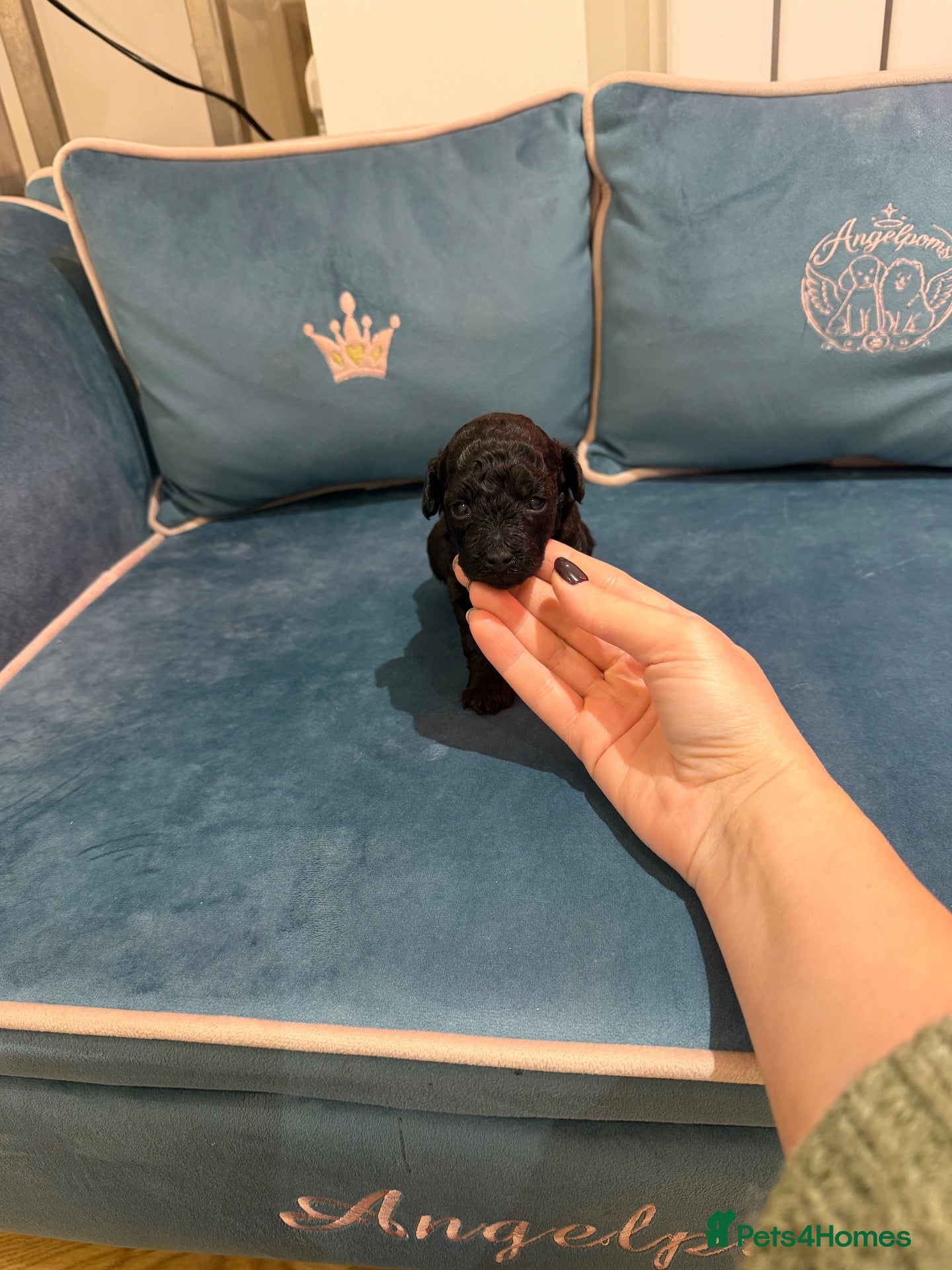 Toy Poodle dogs for sale: Asian x toy poodle  - Advert 11