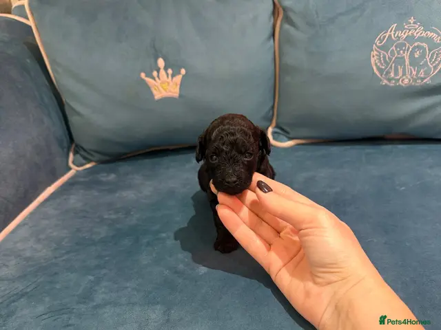 Toy Poodle dogs for sale: Asian x toy poodle - Advert 11