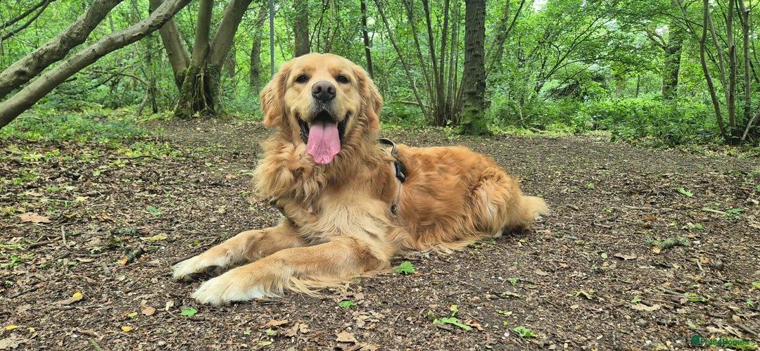 Golden Retriever dogs for sale: Henlo - Advert 2