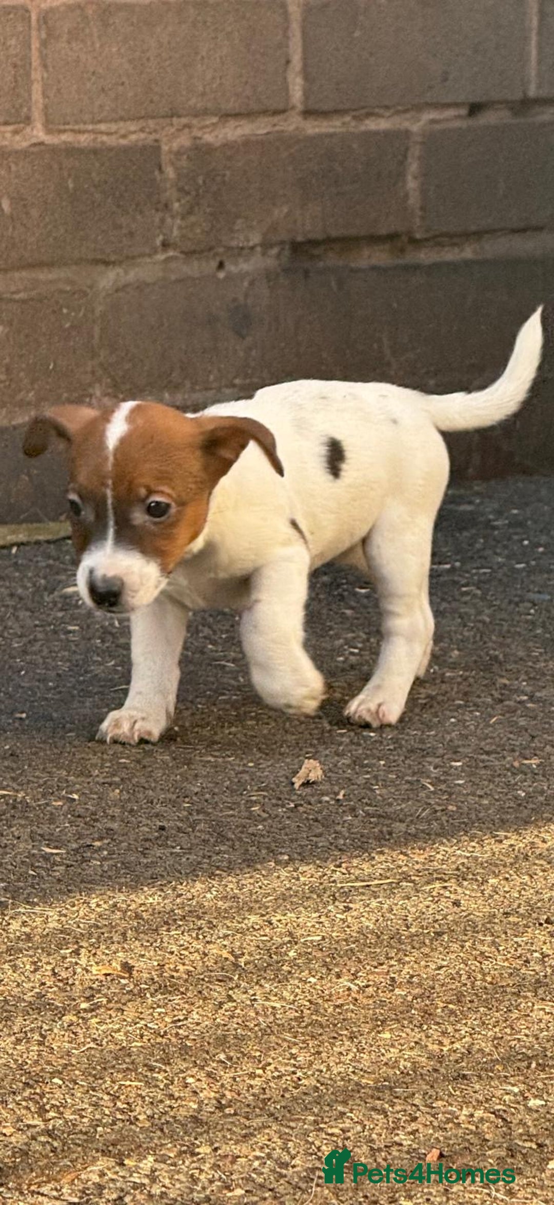 Jack Russell dogs for sale: Jack russell  - Advert 6