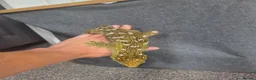 Gecko reptiles for sale: Leachinaus gecko proven female in Wigan - Advert 3