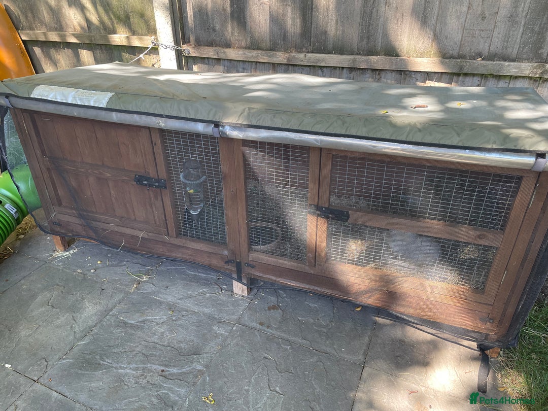 Guinea Pig rodents for sale: Herd of Sows & Full Setup - Image 1