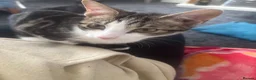 Mixed Breed cats for sale: Cats for sale - Advert 4