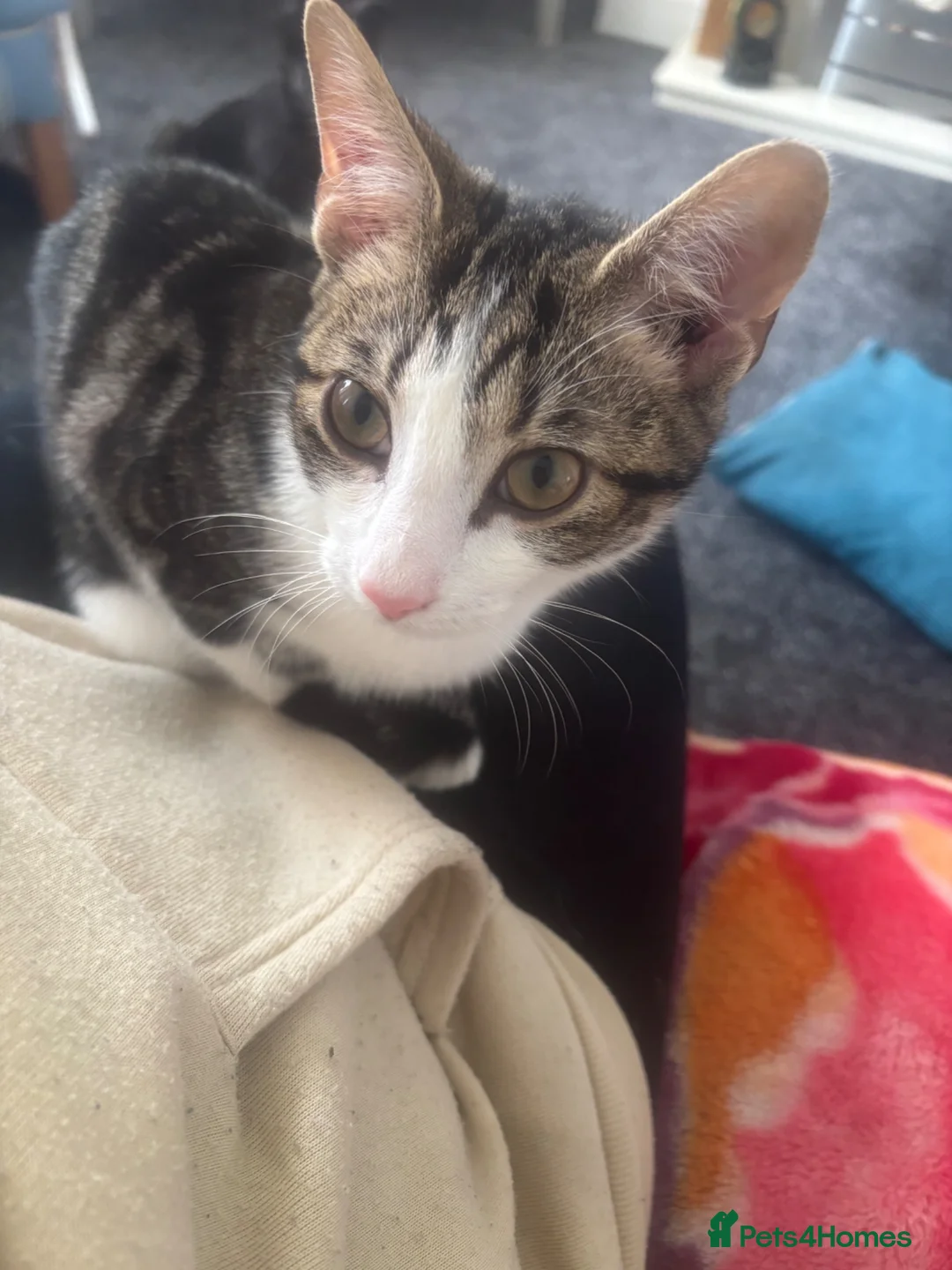 Mixed Breed cats for sale: Cats for sale - Advert 4