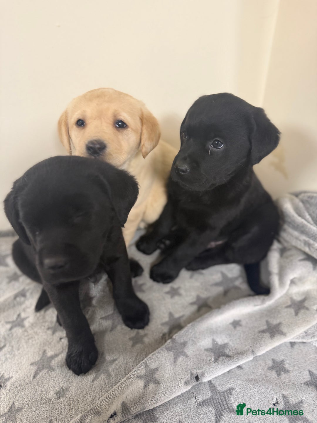 Labrador Retriever dogs for sale: Labradors - Advert 3
