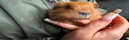 Guinea Pig rodents for sale: Beautiful boys looking for new homes  - Advert 5