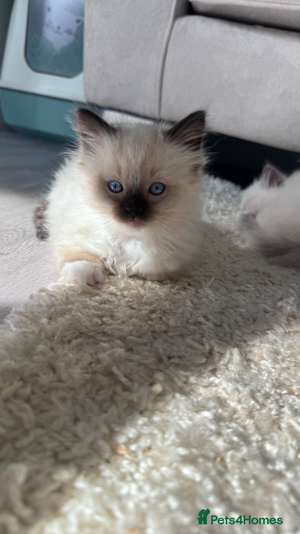 Ragdoll cats 1 fluffy Ragdoll Kitten left - Advert 4