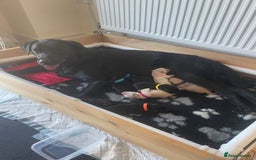 Labrador Retriever dogs for sale: Stunning litter of Labrador puppies for sale!  - Image 7