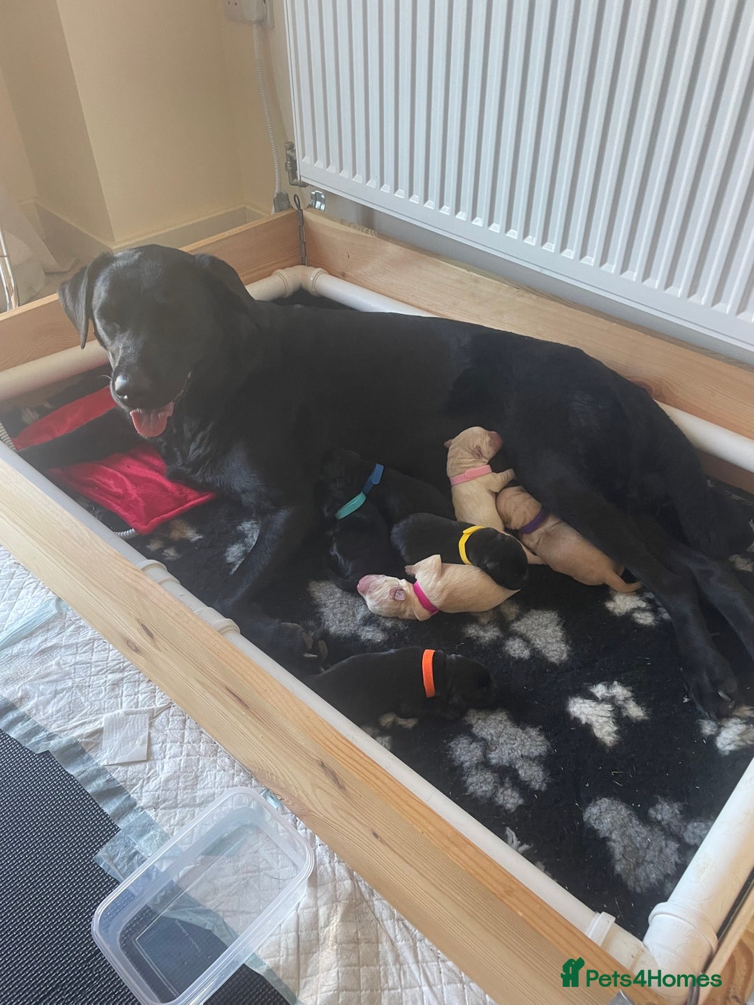 Labrador Retriever dogs for sale: Stunning litter of Labrador puppies for sale!  - Image 7