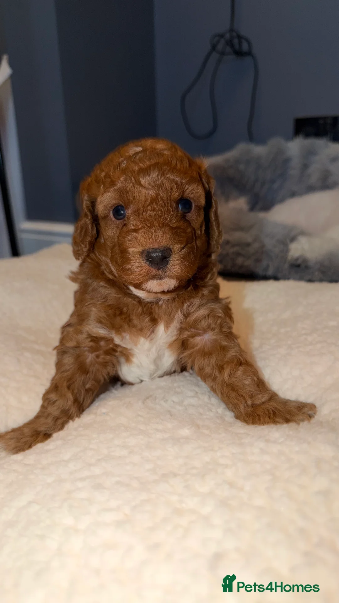 Cockapoo dogs for sale: COCKERPOO GIRLS F2B - Advert 2