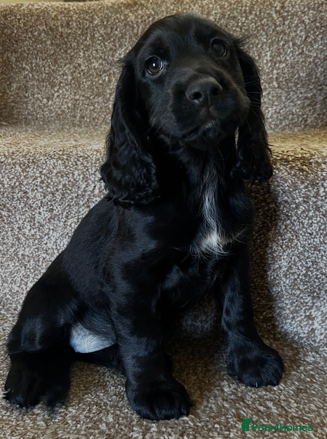 Cocker Spaniel dogs Stunning Cocker Spaniels Puppies’s 💖💙💖💙 - Advert 1