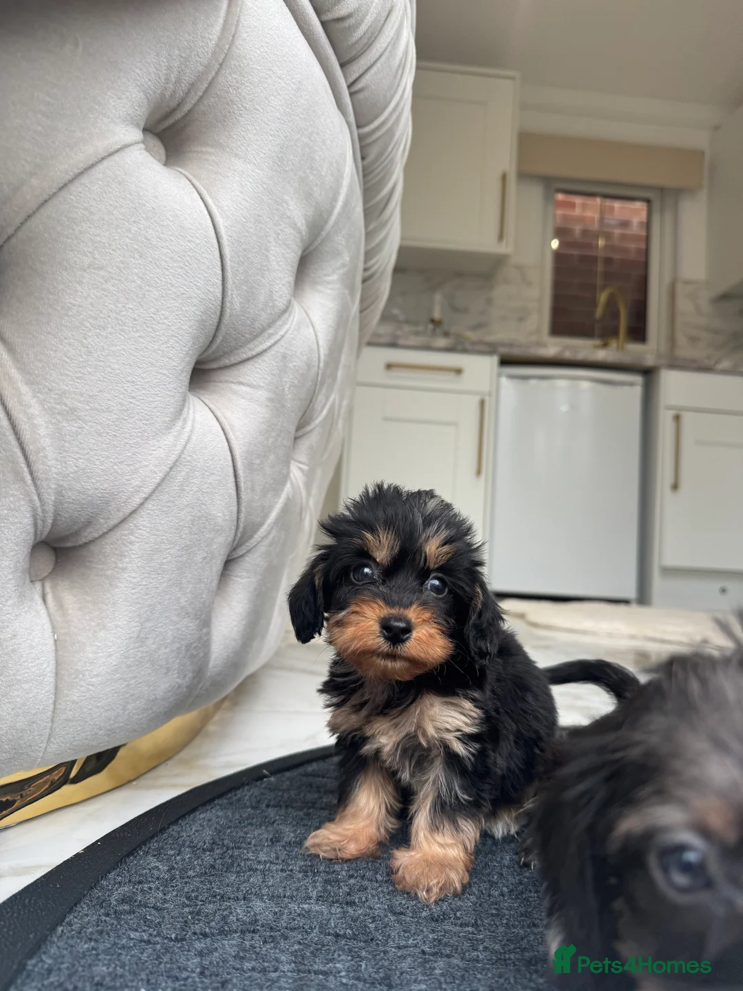 Doxiepoo dogs for sale: Stunning daxiepoos (council licensed breeder) - Advert 18