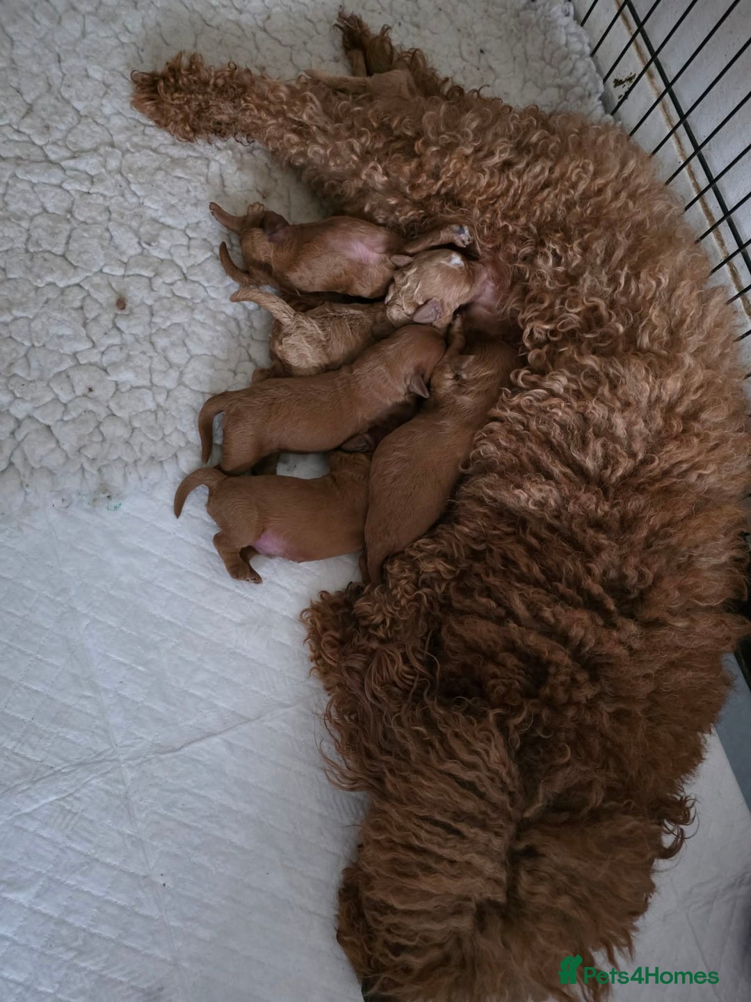 Cavapoo dogs for sale: 🥇 Finest Quality Beautiful F1b Cavapoos 🥇 - Advert 22