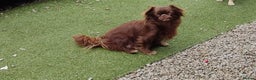 Chihuahua dogs for sale: Beautiful Chocolate Chihuahua Girls  - Advert 20