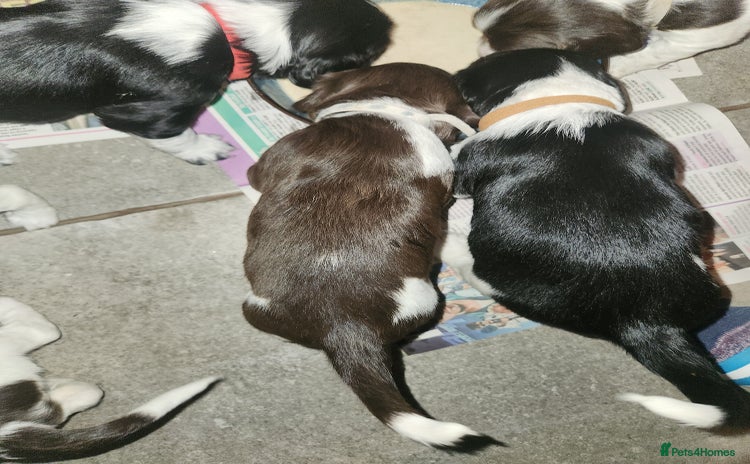 English Springer Spaniel dogs - Advert 2