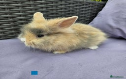 Lionhead rabbits for sale: Lionhead rabbits  - Image 4