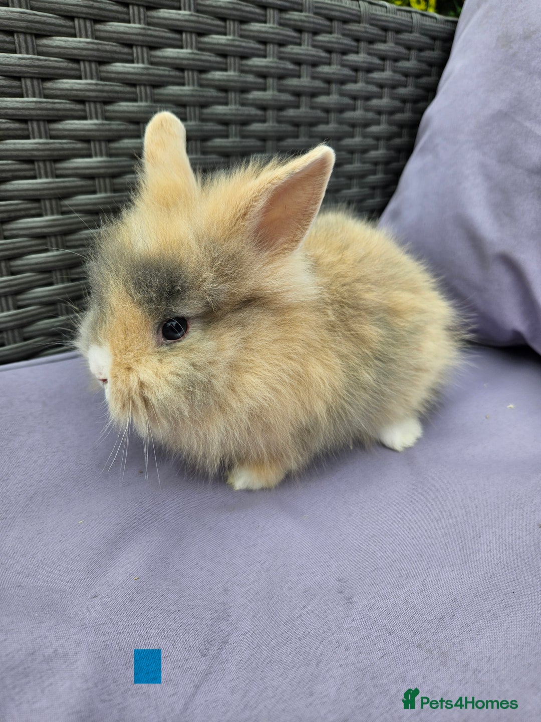 Lionhead rabbits for sale: Lionhead rabbits  - Image 4