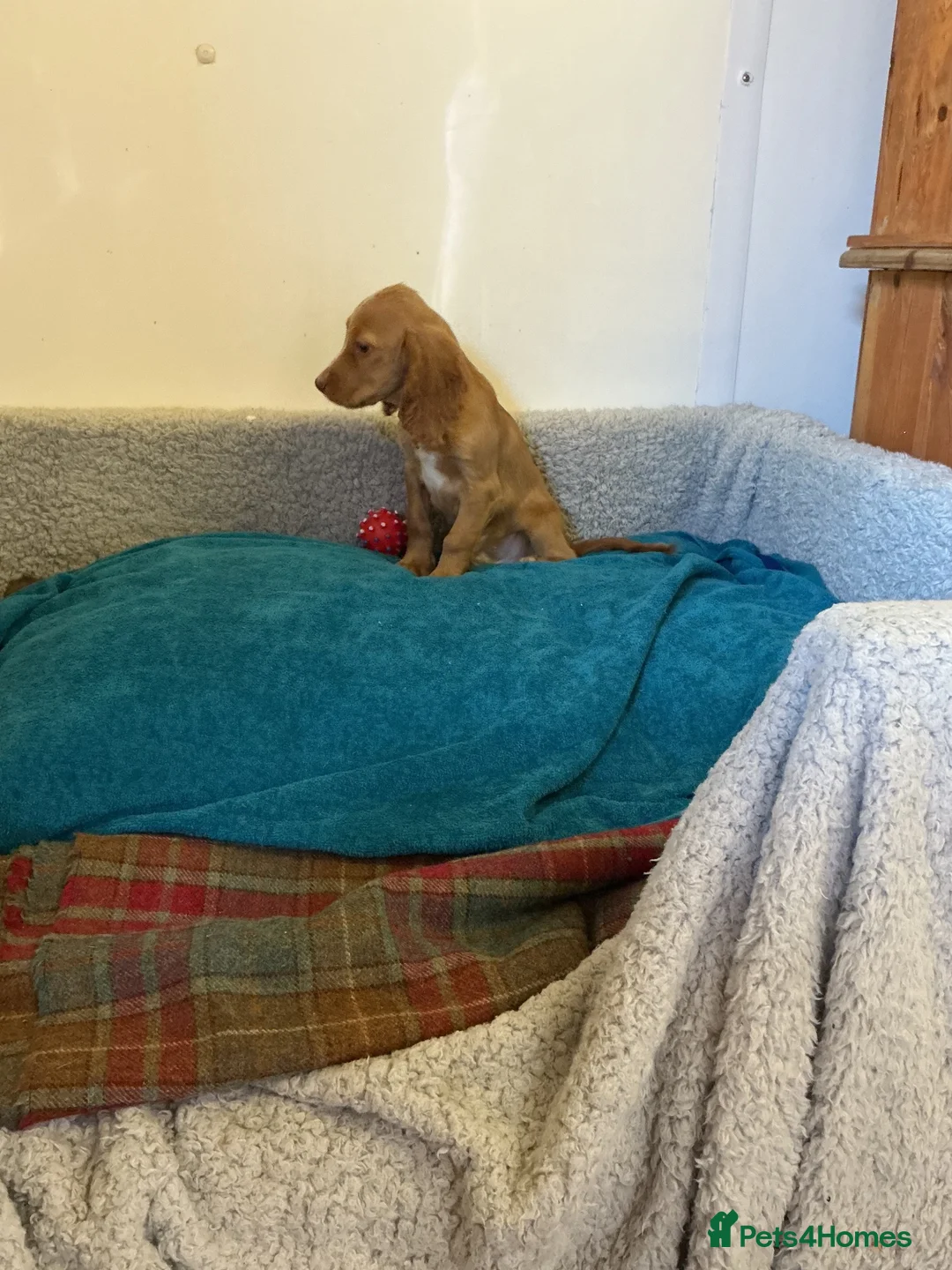 Cocker Spaniel dogs for sale: Cocker spaniel  - Advert 2