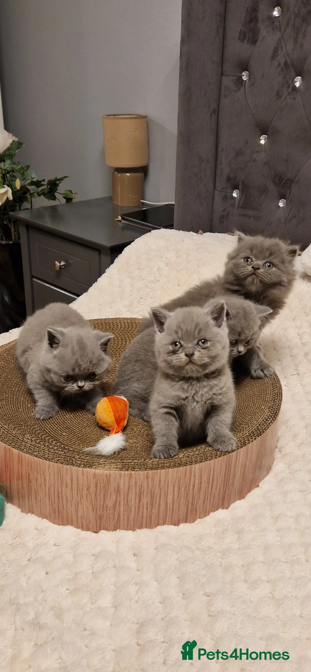 British Shorthair cats for sale: British shorthair kittens - Advert 10