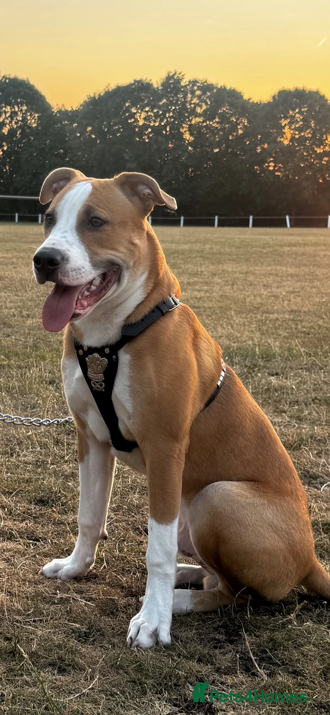 Mixed Breed dogs for sale: Siberian Husky x AmStaff Terrier Puppies - Advert 2