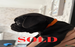 French Bulldog dogs for sale: FRENCH BULLDOG PUPPIES , THOROUGHBRED  - Image 12