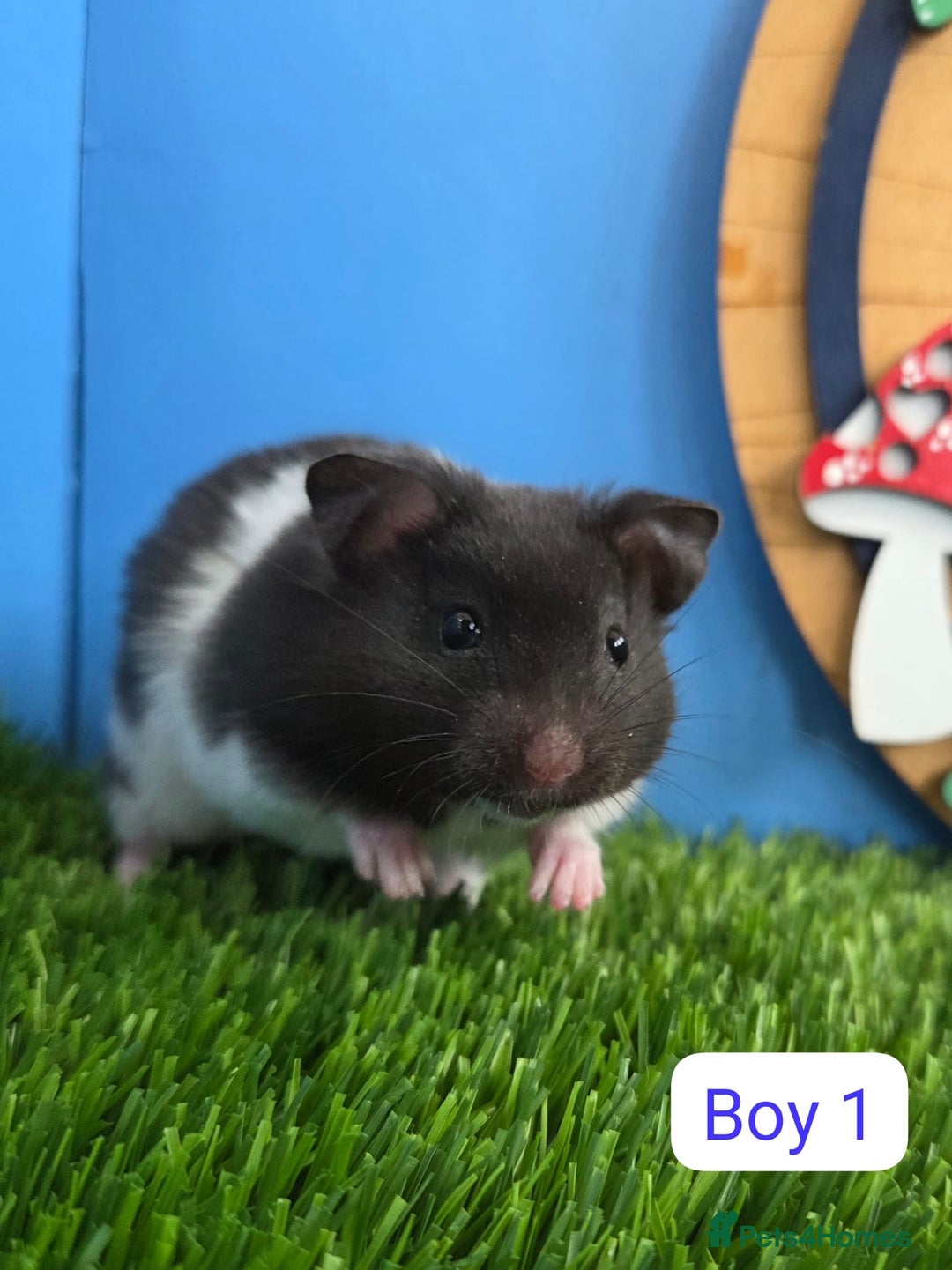 Hamster rodents for sale: Syrian Hamster Babies Pedigree Baby Male Female - Image 9