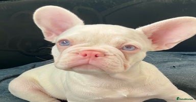 French Bulldog dogs - Advert 9