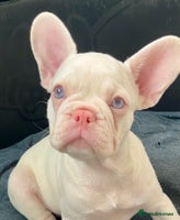 French Bulldog dogs - Advert 3