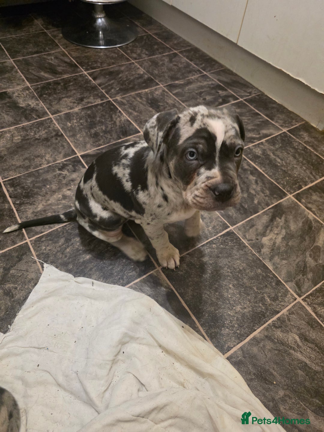 Cane Corso dogs for sale: Cane corso cross  - Advert 7