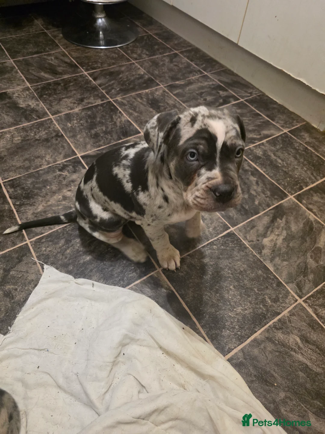 Cane Corso dogs for sale: Cane corso cross  - Advert 7