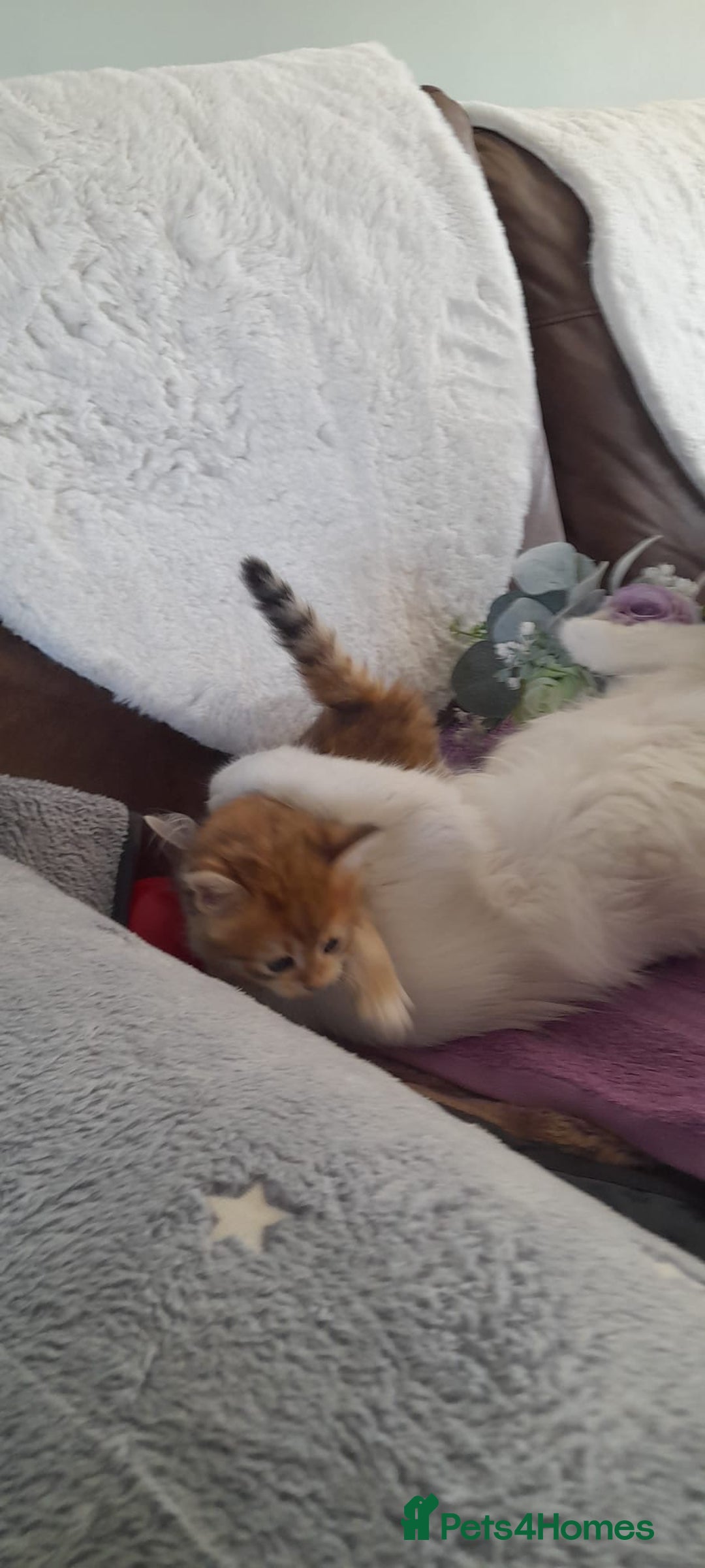 Siberian cats for sale: Siberian GCCF. kittens  - Image 3