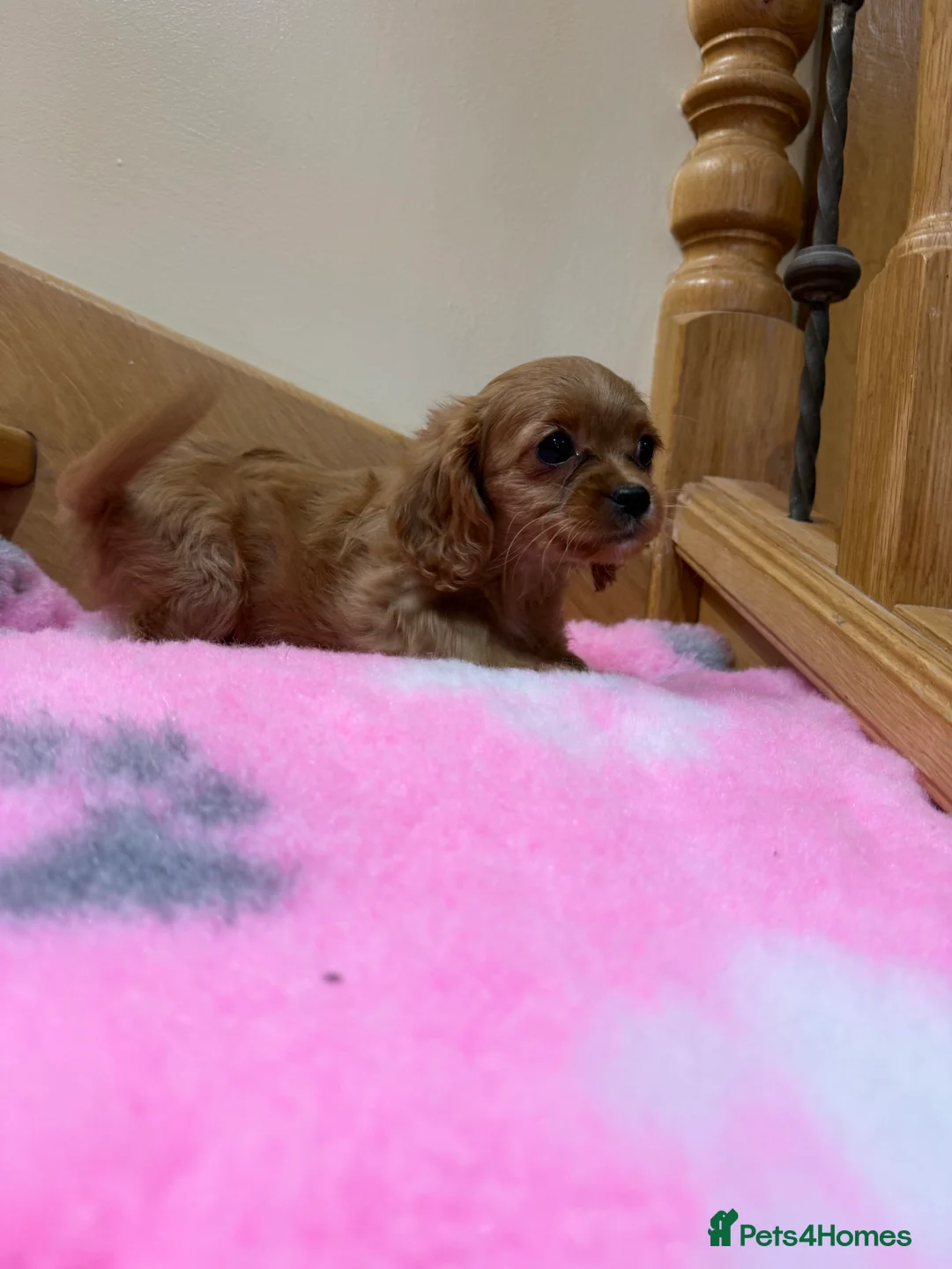 Cavapoochon dogs for sale: Cavapoochon - Advert 22