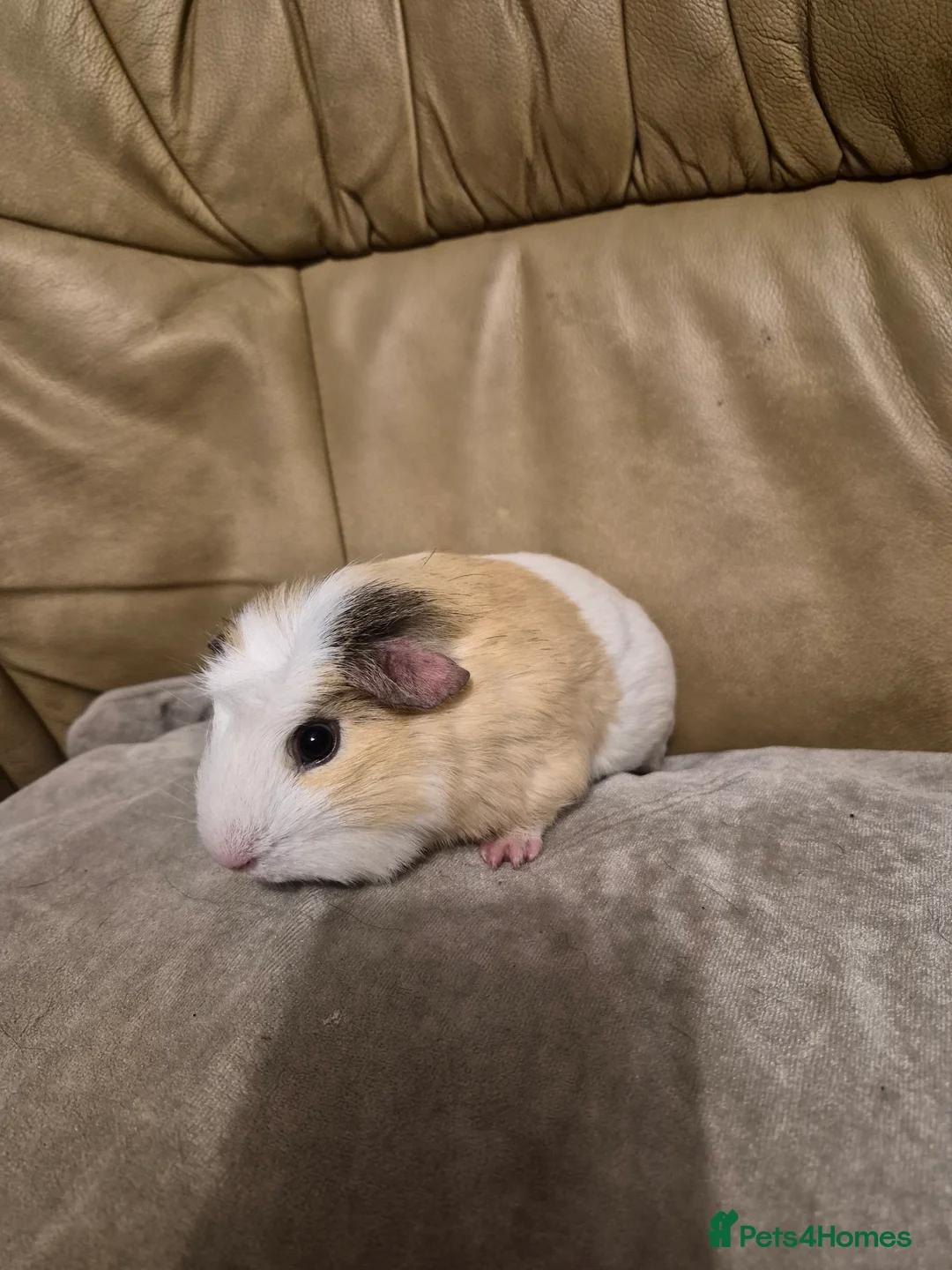 Guinea Pig rodents for sale: 1 Adorable Male Guinea Pig - Advert 4
