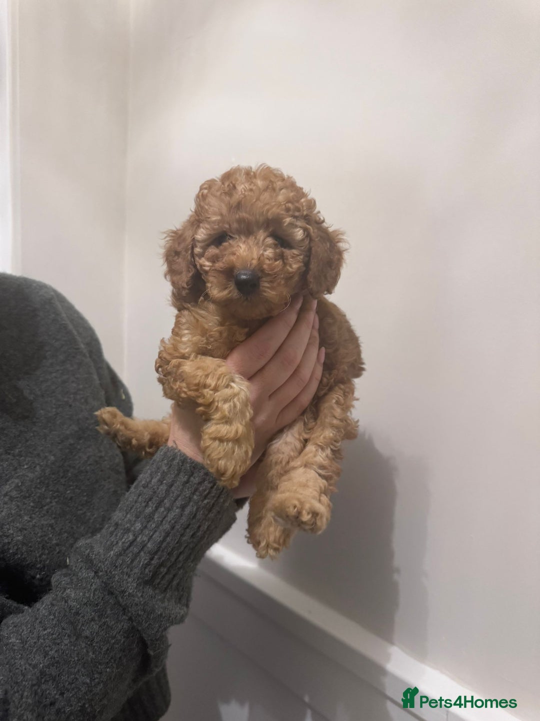 Miniature Poodle dogs for sale: ✨ Last boy available kc miniature poodle ✨ - Image 6