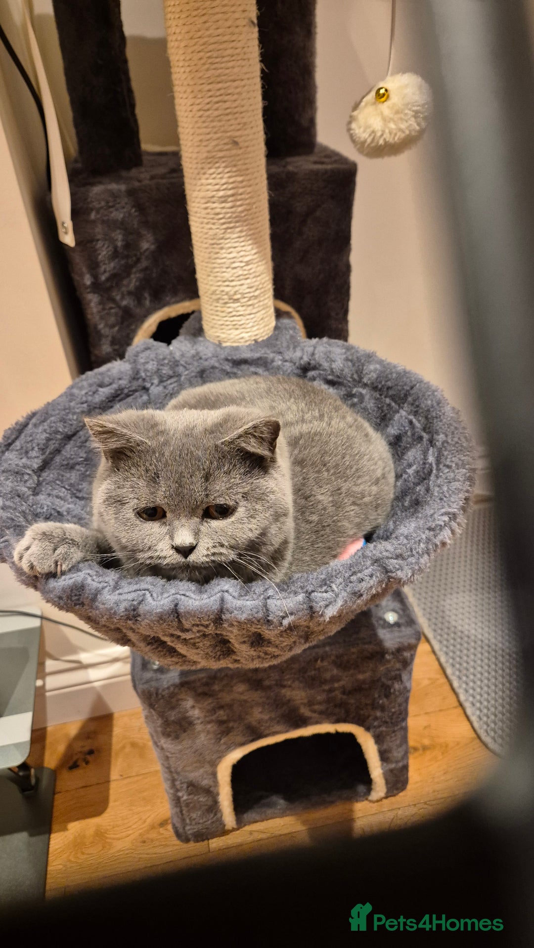 British Shorthair cats for sale:  british short haired female 7 months old  - Image 5