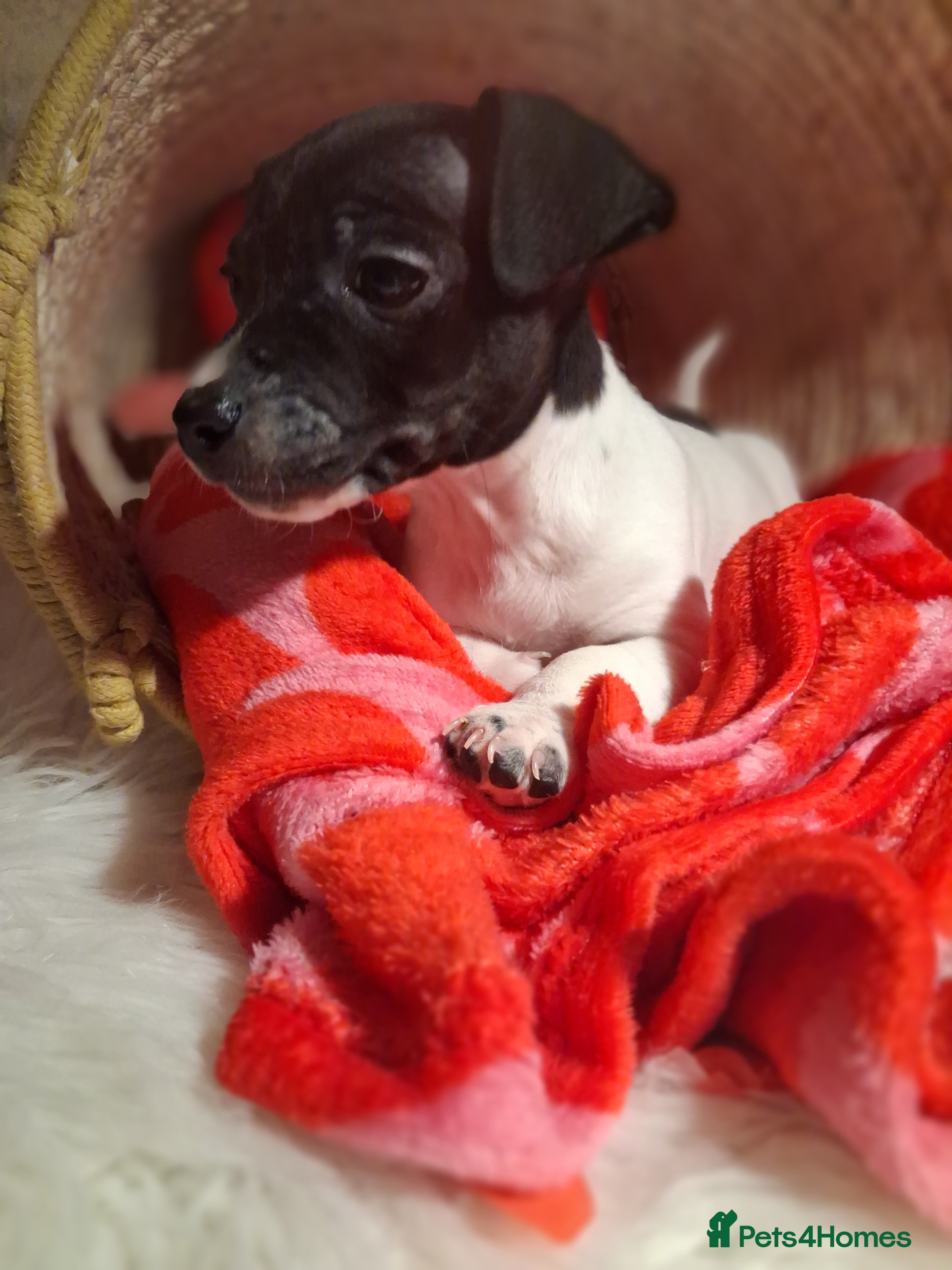 Jack Russell dogs Jack Russell puppies - Advert 2