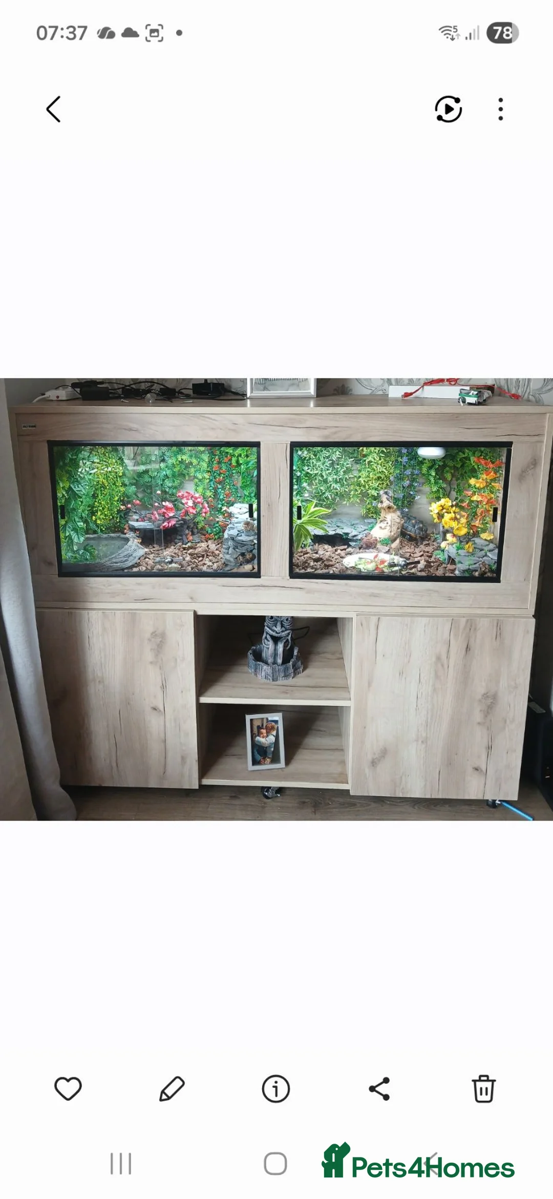 Tortoise reptiles for sale: Red footed tourtise  in Birmingham - Advert 1