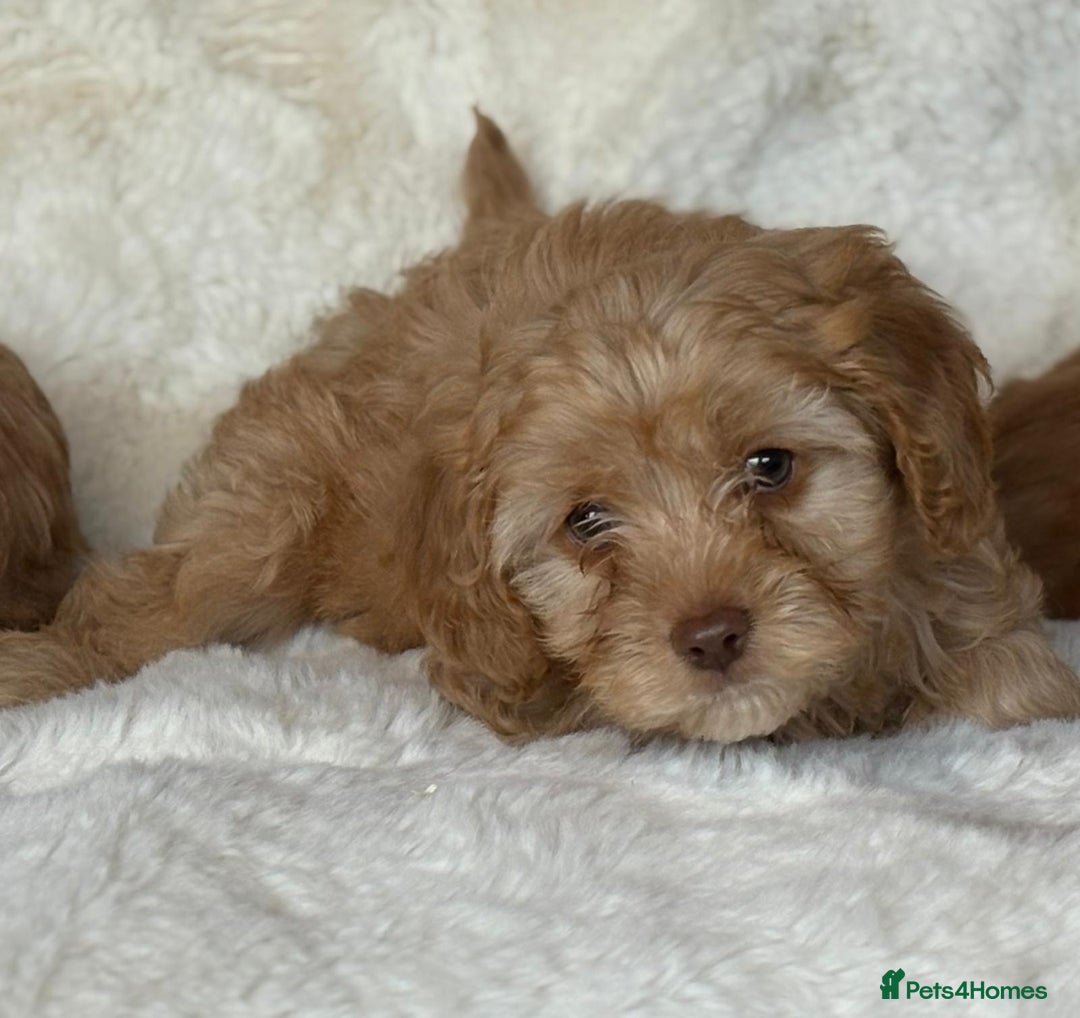 Cavapoo dogs for sale: Beautiful cavapoos - Image 10