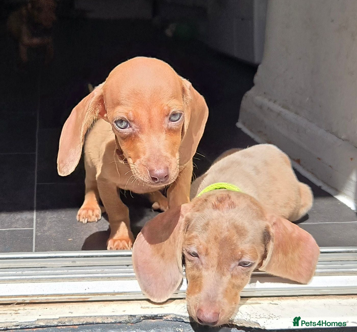 Miniature Dachshund dogs 🤎 Gorgeous Daxies_Mini Dachshunds 🤎 - Advert 3
