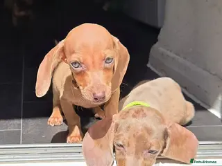 Miniature Dachshund dogs 🤎 Gorgeous Daxies_Mini Dachshunds 🤎 - Advert 3
