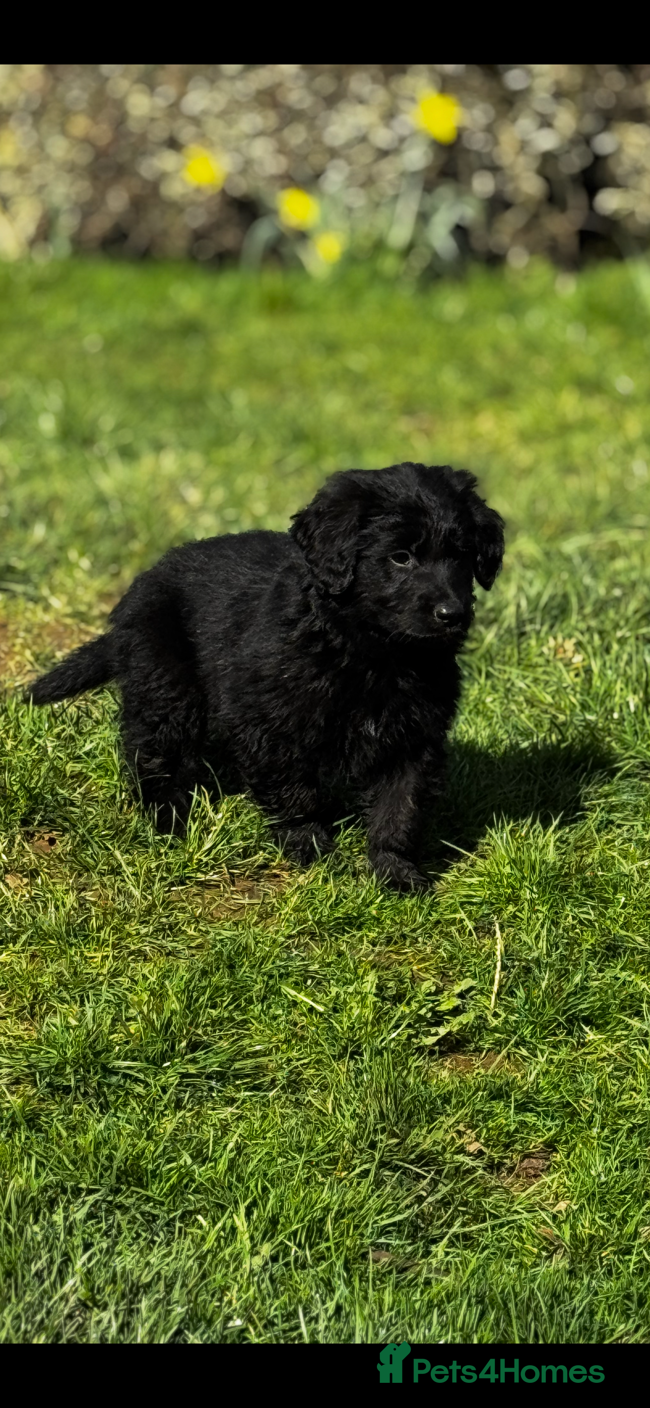 Mixed Breed dogs ⭐️ golden shepherd ⭐️ - Advert 1