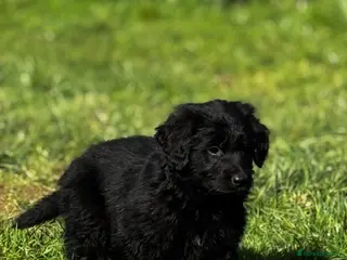 Mixed Breed dogs ⭐️ golden shepherd ⭐️ - Advert 1