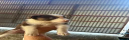 Border Collie dogs for sale: Border collie puppies - Advert 13
