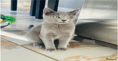 Russian Blue cats - Advert 4