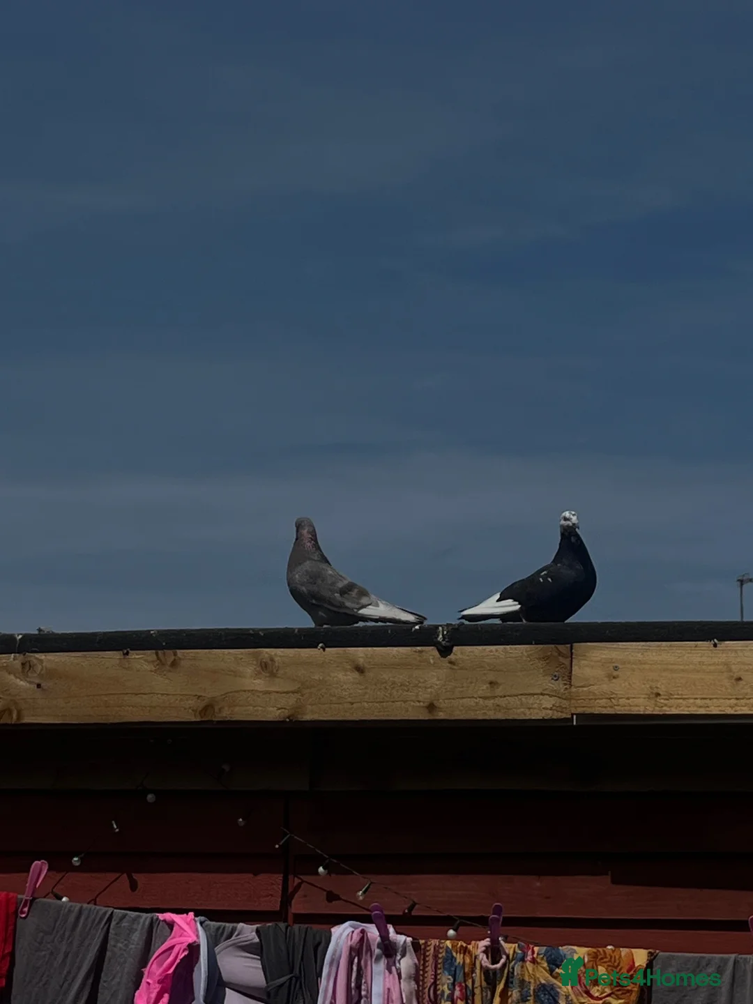 Pigeons birds for sale: Breeding pair for sale  in Birmingham - Advert 4