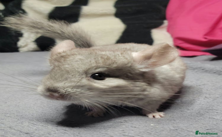 Chinchilla rodents - Advert 2