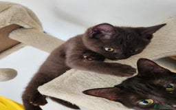 Havana Brown cats for sale: Rare Havana Brown's kittens - Image 16